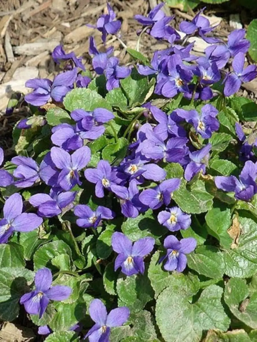 Viola odorata фиалка душистая