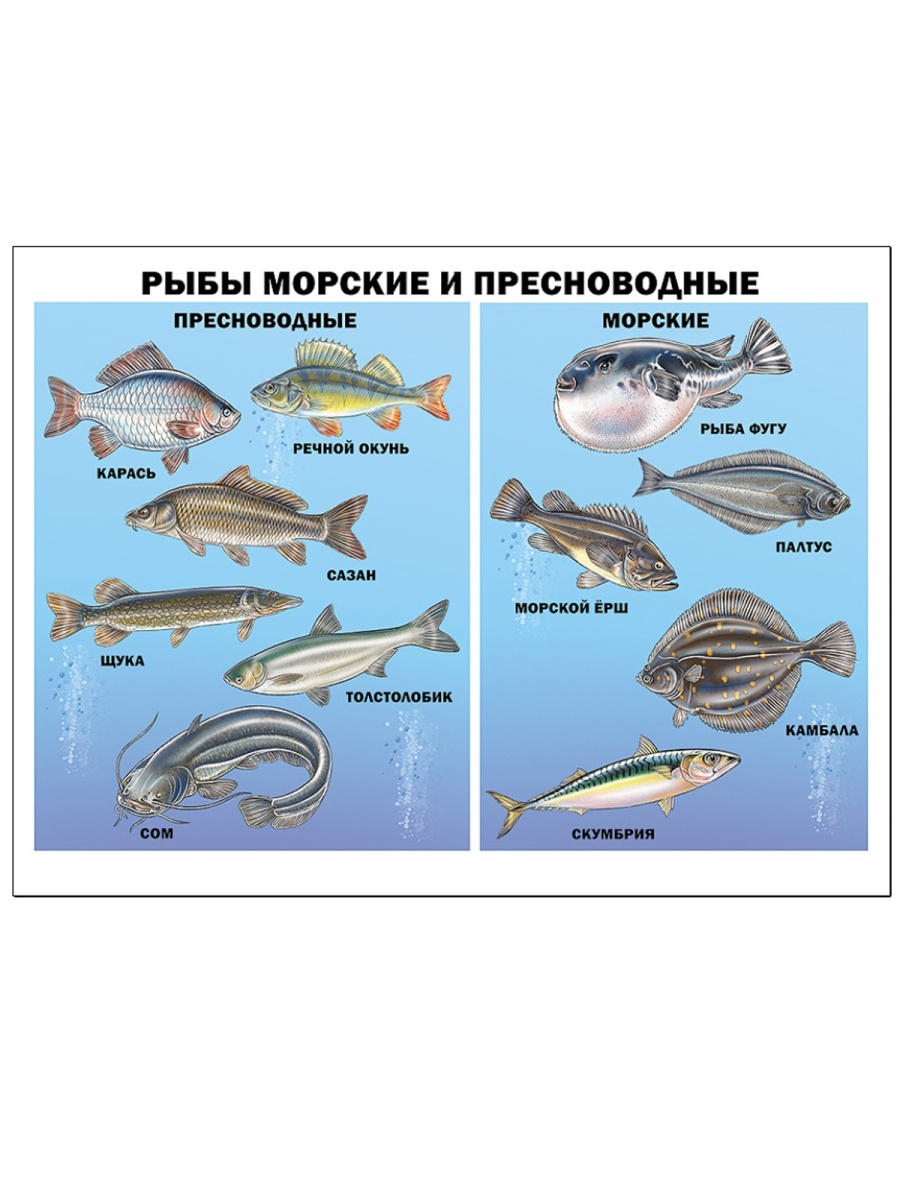 Рыбы морские и Пресноводные