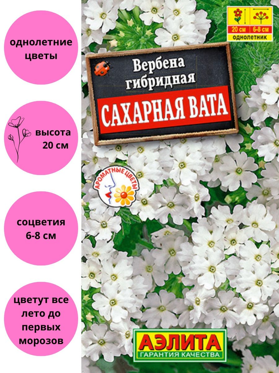 Вербена сахарная вата фото