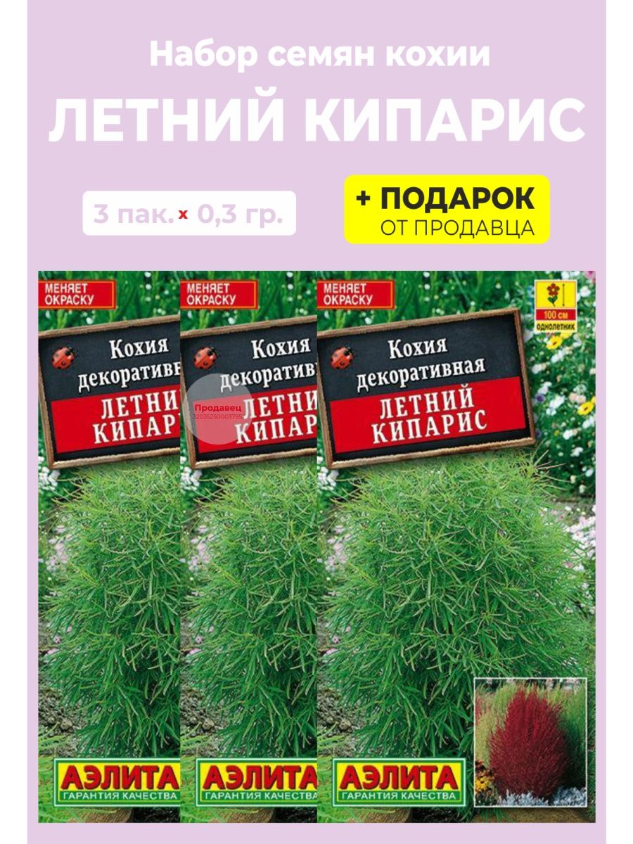 летний кипр растение